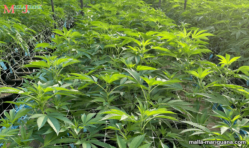 malla para entutorar mariguana